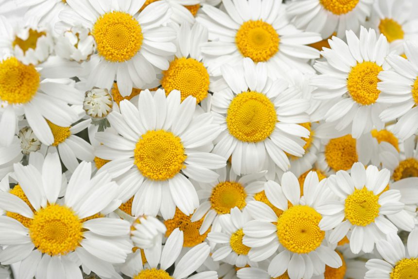 Chamomile flowers background. Natural herbal treatment.