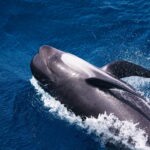 pilot whale swimming across the blue sea