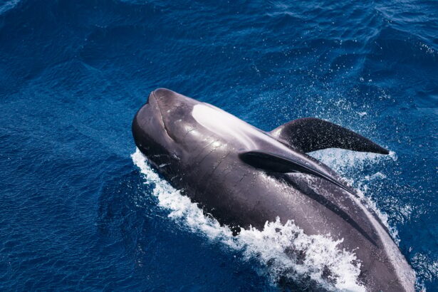 pilot whale swimming across the blue sea